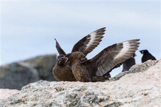 les îles Falkland prévisions météorologiques