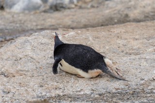 Ilhas Falkland previsão do tempo