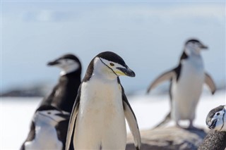 Falklandsøerne vejrudsigt