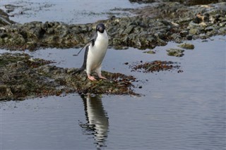 les îles Falkland prévisions météorologiques
