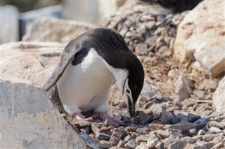 Falklandsøerne vejrudsigt