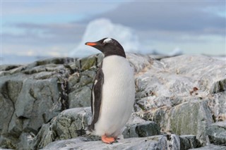 Falkland Islands weather forecast