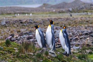Falklandsøerne vejrudsigt
