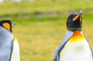 Falklandski otoci vremenska prognoza