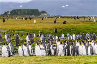 Falkland adaları hava tahmini