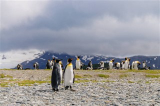 Falkland Isole Previsioni del tempo