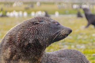 les îles Falkland prévisions météorologiques