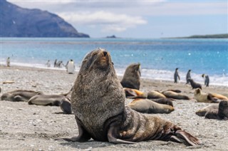 Falkland Islands weather forecast
