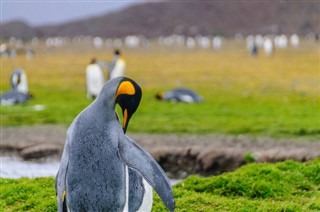 Falklandski otoci vremenska prognoza