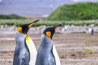 Falklandsøerne vejrudsigt