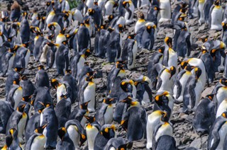 Falkland adaları hava tahmini
