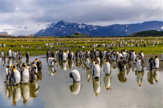 Falklandsøerne vejrudsigt