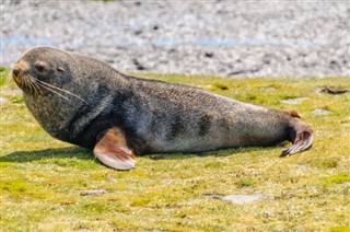 Falkland Islands weather forecast