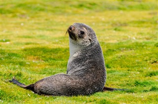 Falklandsøerne vejrudsigt