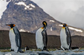 Falklandski otoci vremenska prognoza