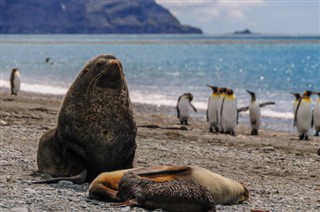 Falklandski otoci vremenska prognoza