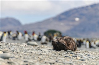 Falklandinsaaret sääennuste