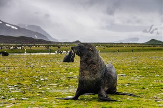 les îles Falkland prévisions météorologiques