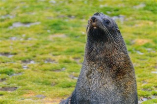 Falkland Islands předpověď počasí