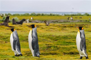 Falkland adaları hava tahmini