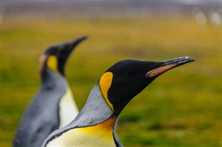 les îles Falkland prévisions météorologiques