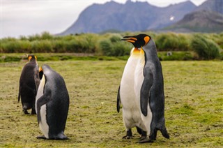 Falklandsøerne vejrudsigt