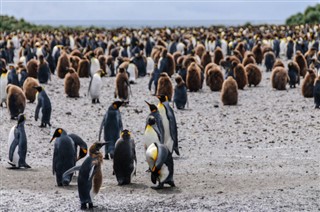 Falkland adaları hava tahmini