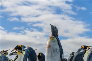 Falkland Inseln pronóstico del tiempo