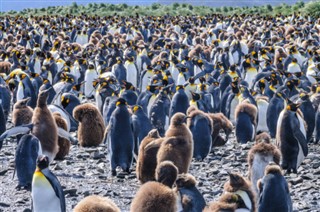 Falkland adaları hava tahmini