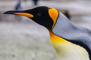 les îles Falkland prévisions météorologiques