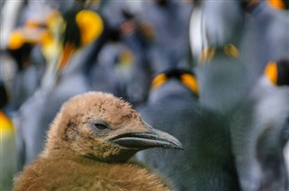 Falklandsøerne vejrudsigt