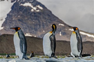 Falkland adaları hava tahmini