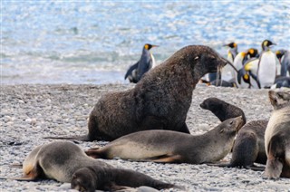 les îles Falkland prévisions météorologiques