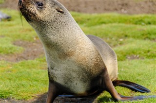 les îles Falkland prévisions météorologiques