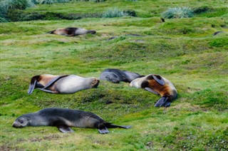 Falkland Islands weather forecast