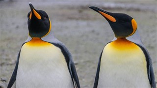 Falkland adaları hava tahmini
