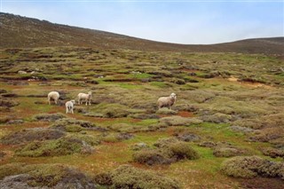 Falklandsøerne vejrudsigt