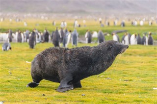 Falkland adaları hava tahmini