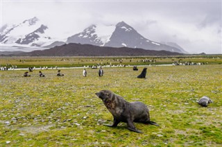 Falklandy předpověď počasí
