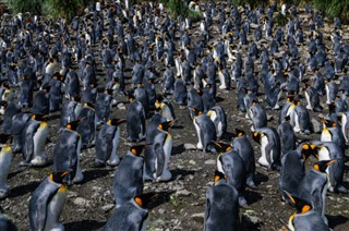 les îles Falkland prévisions météorologiques