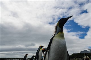 Falklandy předpověď počasí