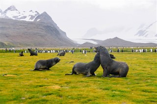 Falkland adaları hava tahmini