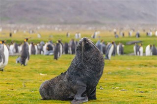 Falkland adaları hava tahmini