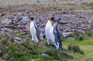 Falkland Islands předpověď počasí