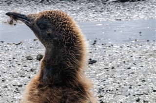 Falkland adaları hava tahmini