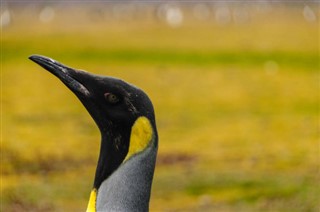 Falkland Islands weather forecast