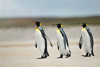 Falkland adaları hava tahmini