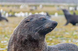 Falklandsøerne vejrudsigt