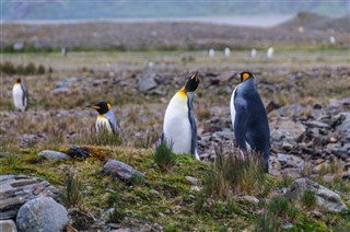 les îles Falkland prévisions météorologiques