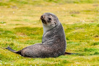 les îles Falkland prévisions météorologiques